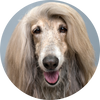 Afghan_Hound