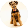 Airedale_Terrier