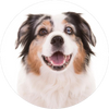 Australian_Shepherd