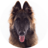 Belgian_Tervuren