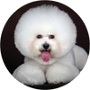 Bichon_Frise