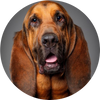 Bloodhound