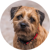 Border_Terrier