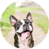 Boston_Terrier