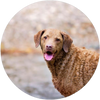 Chesapeake_Bay_Retriever