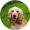 Cocker_Spaniel