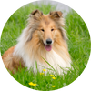 Collie