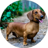 Dachshund