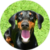 Doberman