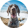 German_Shorthaired_Pointer