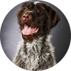 German_Wirehaired_Pointer