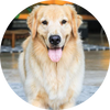 Golden_Retriever