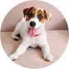 Jack_Russell