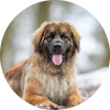 Leonberger