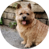 Norwich_Terrier