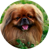 Pekingese