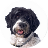 Portuguese_Water_Dog