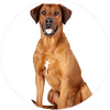 Rhodesian_Ridgeback