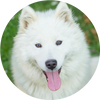 Samoyed