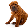 Shar_Pei