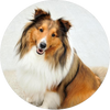 Shetland_Sheepdog