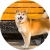 Shiba_Inu