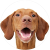 Vizsla