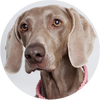 Weimaraner