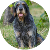Wirehaired_Pointing_Griffon